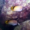 アミモンガラの幼魚！
