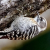 日本　2024年2月24日　栗畑の野鳥たち