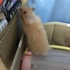 あんずあん42日目