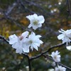 出会い