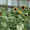 ●昨日の夕立で（すごかった！！）、温度さがりました。　　　●ろいろなヒマワリが咲いてます。