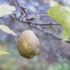 西洋梨、柾、水楢、靫草、春楡、山葡萄、紅枝垂、八重山吹、秋明菊、薔薇、針槐、蔓柾、突抜忍冬