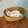 猛暑の夏　危険な暑さを避けて人も猫もリビングに