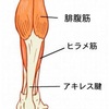 ふくらはぎを細くするポイントはヒラメ筋！