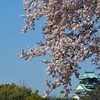 大阪城満開のベニバスモモの花