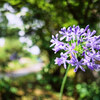 またしても植物園 Ⅲ