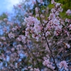 年末に寒桜が咲いていました