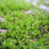 苔の写真・・・65sgg。