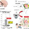 ストレスによる高血圧発症の予防には、運動が効果的