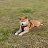 麦のゴールデンウイーク
