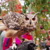 富士花鳥園でフクロウを愛でる