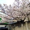 今年の染井吉野桜