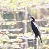 アジアコビトウ Little Cormorant