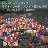 レッドビーシュリンプ　ライトグレード　バンド・日の丸MIX　50匹セット（1匹／15〜18mm）死着補償サービス＋5匹