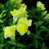 涼しいと