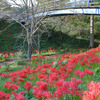 茂木町城山公園の彼岸花