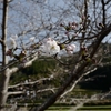 桜の開花
