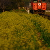 菜の花の咲き乱れる無人駅を発車する、タラコ色のキハ403を撮る！