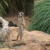 タロンガ動物園で一番インパクトがあったのは？コアラでもライオンでもなく…あの大トカゲ！出てくんな〜頼むよ〜