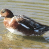 川辺の生き物