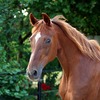 【牧場生活】「馬怖い」から「馬かわいい」になるまで