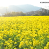 田原 菜の花