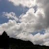 雨上がりの空　甘長唐辛子収穫