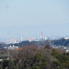 鷹取山の河津桜