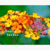 【7月の庭】あじさいの初夏からランタナの夏本番へ