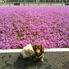 五霞の芝桜