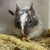 しろごまあん1643日目