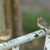 労働公園の野鳥を紹介（２０２０　０５１２）早朝探鳥その４