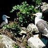 ウミネコとユリの島 