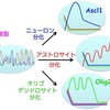 Oscillatory control of factors determining multipotency and fate in mouse neural progenitors.