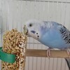 インコの好きなおやつ
