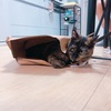 【猫】うちのちょこちゃんは紙袋が好き。