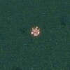 息抜きの鳥ポケモン