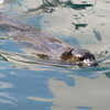 アザラシ泳ぐ！！雪が残る円山動物園まで～のんびりサイクリングPART２　ドライブだけでは体がなまる。