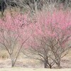 平和公園 里山と猫ヶ洞池