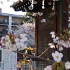 路地裏桜2021～「立本寺」