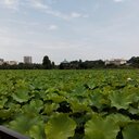 停雲日録(中国古典詩を読み、作る)