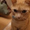 キングボンビーならぬキング甘えん坊、飼い猫トムさんクライシス