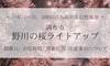 調布野川の桜ライトアップ2024！開催日や点灯時間はいつ？