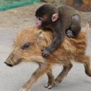 うりぼーのブログ
