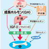 身長を伸ばす方法 ― 東京大学の研究成果から分かった本当の身長の伸ばし方