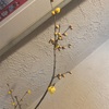 蝋梅が良い香り