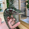 最近のカメレオンお迎え