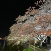 桜土手通りは夜桜が熱い！！