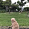 ノア姉さんの肉球占い　６月１０日　月曜日　今日の運勢