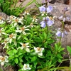 2017年8月6日、焼石のお花畑復活（３）
